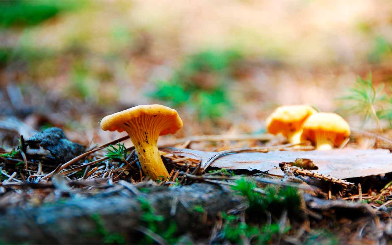 Lækre opskrifter fra Outdoor Cooking